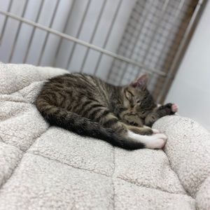 Meet your Posher, Emma